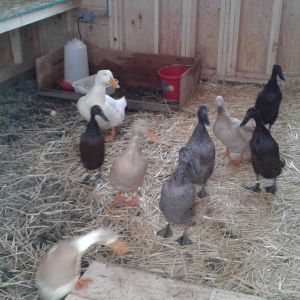 Ducks in their new house.