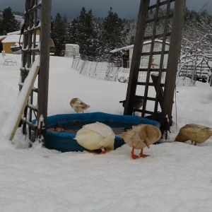 Ducks in the snow.