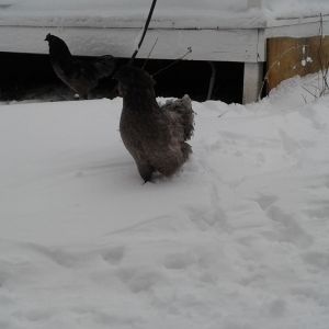 Chickens in snow.