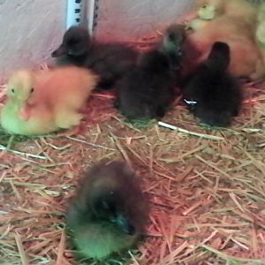 Ducklings in brooder