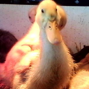 "Me, Me, take my picture"