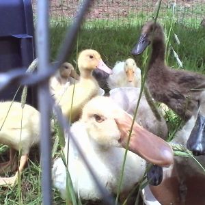 Ducklings 1st time outside
