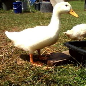 Wow! Mommy puts out water everywhere for us, nice.