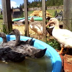 "Get out of the way... I'm jumping in!!"