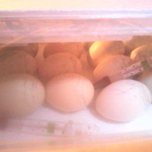 My chicken eggs in lockdown.