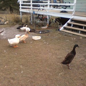 Ducks in the fall, 2015.  The grass is almost gone.