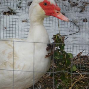 My Muscovy drake. Aflack.