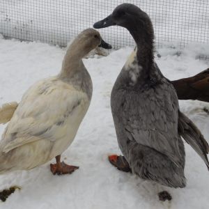 My two Swedish ducks. They both have angel wing, the blue swede has it on the right side and the other on the left side. Snowy and Shadow.