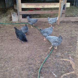 Meet the checker peckers!  They are about 5 months old.  Got them as babies from Atwoods.  Had 7.  Lost one 2 weeks ago - not sure why..