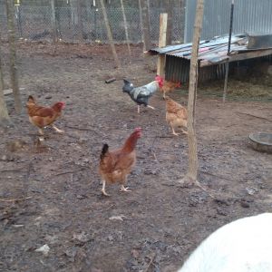 Have 5 large red hens in same pen.  They are about 6 months old I think.  Had one lay an egg couple days ago.