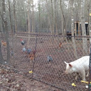 Scope of pen, hen house and pig bed shed.
