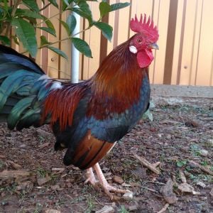 One of my roosters from main flock.  In to do list..... Locate photo of the week contest and start entering pics.