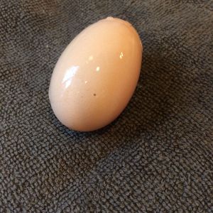 First egg!  It was laid while sitting on a roost in the run, so it cracked.