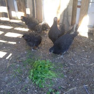These are my girls! 6 Black Australorps!