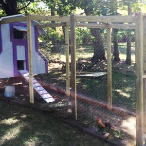 On this side of the coop there are 3 private nest boxes that are accessible by lifting the door by its handle.