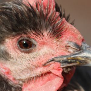 Rest In Peace, dear Silver...