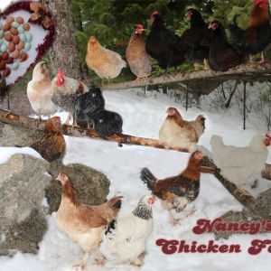 chickens 1st snow all together Dec 2015