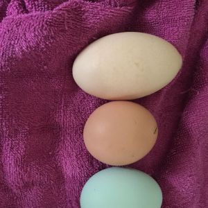 hi all
        these are three of the eggs laid today 17 01 2016
 blue one cream legbar  middle light sussex
  one at the top no idea but it must have hurt