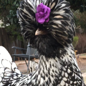 Sophia posing with a flower clipped in her feathers.
