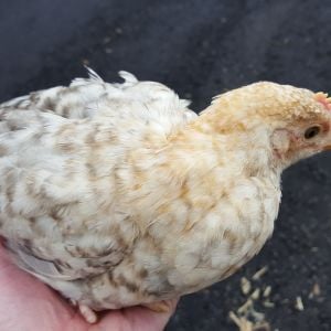 5 week cockerel (?) light Brahma?  Has feathered feet.