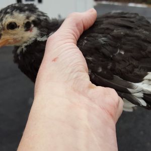 5 week cockerel (?) marans?  Has feathered feet.