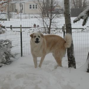 My 50/50 Anatolian/Pyrenees LGD