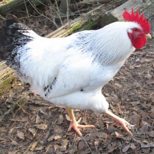 Isidore my Delaware Rooster.