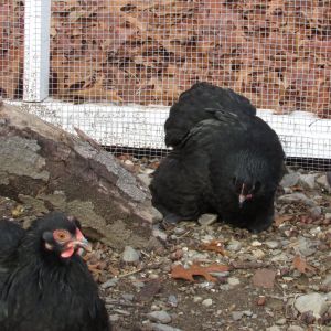 2015 black hens (Molly and Dolly)