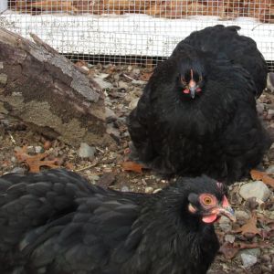 2015 black hens (Molly and Dolly)