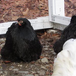 2015 black hens (Molly and Dolly) with Einstein's tail (2015 splash rooster)