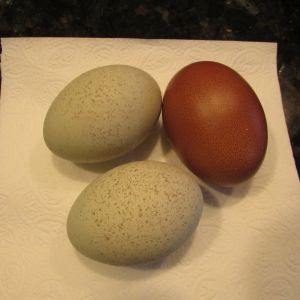 2 Isbar and 1 Black Copper Marans eggs (Love the spots!)