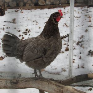 Izzy  (Blue Isbar hen)