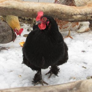 Beatrice (Black Copper Marans hen)