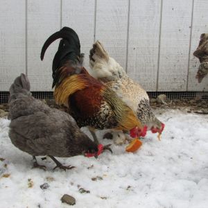 Izzy, Aerostarkus (EE rooster), and Henny (barnyard mix hen) enjoying some sweet pumpkin