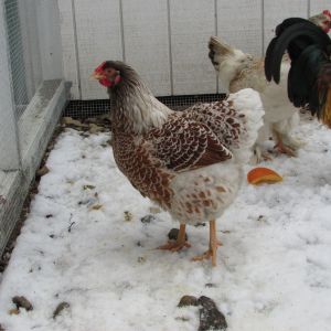 Rosie (Splash Laced Red Wyndotte hen)