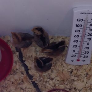 Hatchlings I have in incubator will go into this (mom's) freezer tomorrow evening if they make it 24 hours.