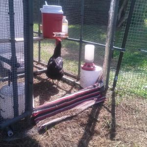 Getting a drink from the chicken waterer.