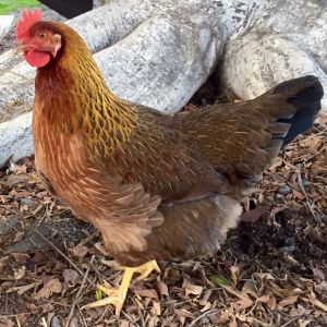 She's a Welsummer, but she thinks she's a dinosaur.