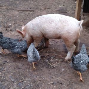 Pig pig & checker peckers looking good after cold snap set in.