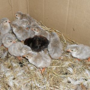 Guinea Fowl Keets & 1 Golden Spangled Hamburg chick