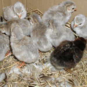 Golden Spangled Hamburg chick with Guinea Fowl Keets