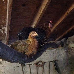 Lena and her hatchling, Lila Jane.