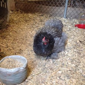 Violet, my blue Cochin hen.