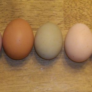 We're already getting these nice pink eggs but now purple too?