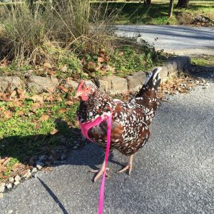 Taking Pearl for a walk...