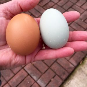 My first blue egg from Cinderella