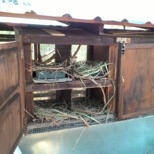 Utilizing the weeds that can easily be found near our coop as nesting bed materials.