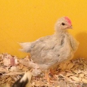 3 weeks old cockerel. He is going to have a magnificent comb!