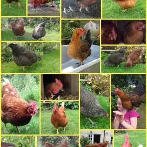 A collage of my chickens!