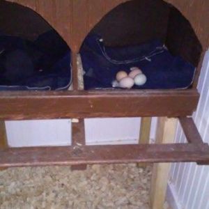 Laying box with scrap fleece material as a liner (they love it).